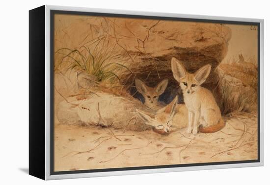 Fennec Fox - Canis Cerdo-Joseph Wolf-Framed Premier Image Canvas