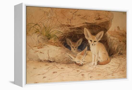 Fennec Fox - Canis Cerdo-Joseph Wolf-Framed Premier Image Canvas