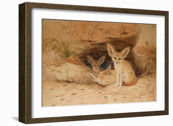 Fennec Fox - Canis Cerdo-Joseph Wolf-Framed Premium Giclee Print