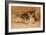 Fennec Fox - Canis Cerdo-Joseph Wolf-Framed Premium Giclee Print