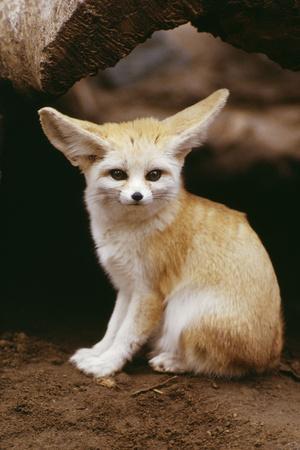 Fennec Fox Sitting Premium Photographic Print | Art.com