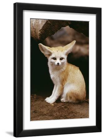 Fennec Fox Sitting Premium Photographic Print | Art.com