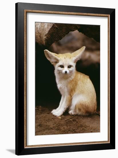 Fennec Fox Sitting-null-Framed Photographic Print