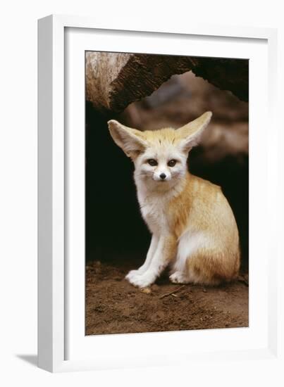 Fennec Fox Sitting-null-Framed Photographic Print