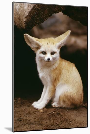 Fennec Fox Sitting-null-Mounted Photographic Print