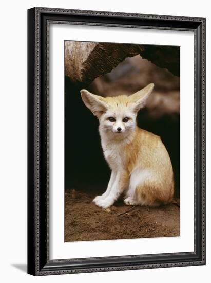 Fennec Fox Sitting-null-Framed Photographic Print