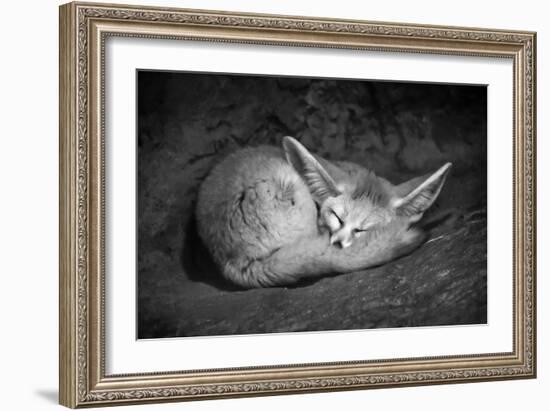 Fennec Fox-SD Smart-Framed Photographic Print