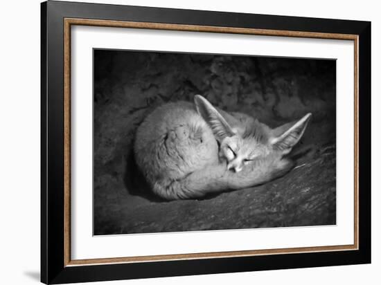 Fennec Fox-SD Smart-Framed Photographic Print