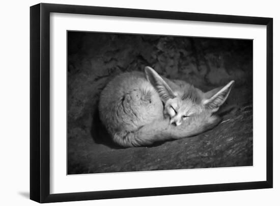 Fennec Fox-SD Smart-Framed Photographic Print