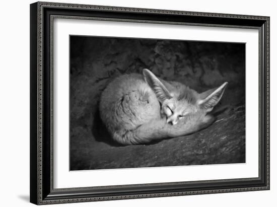 Fennec Fox-SD Smart-Framed Photographic Print