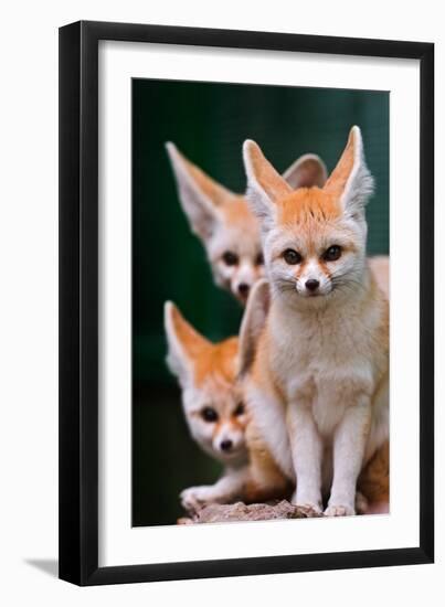 Fennec Foxes-Lantern Press-Framed Art Print