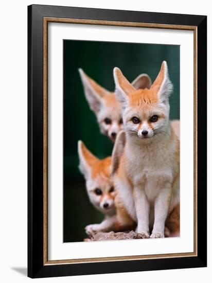 Fennec Foxes-Lantern Press-Framed Art Print