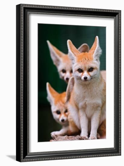 Fennec Foxes-Lantern Press-Framed Art Print