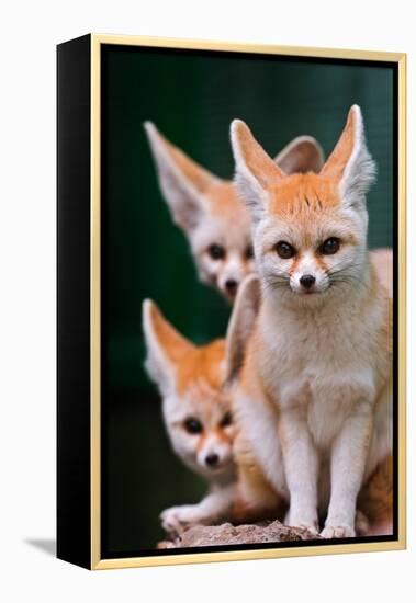 Fennec Foxes-Lantern Press-Framed Stretched Canvas