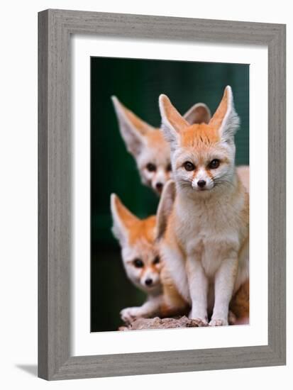 Fennec Foxes-Lantern Press-Framed Premium Giclee Print