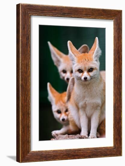 Fennec Foxes-Lantern Press-Framed Premium Giclee Print