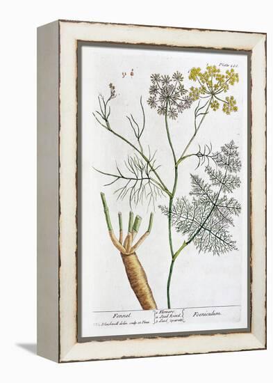 Fennel, 1782-Elizabeth Blackwell-Framed Premier Image Canvas