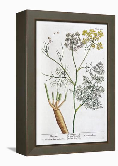 Fennel, 1782-Elizabeth Blackwell-Framed Premier Image Canvas