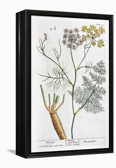 Fennel, 1782-Elizabeth Blackwell-Framed Premier Image Canvas