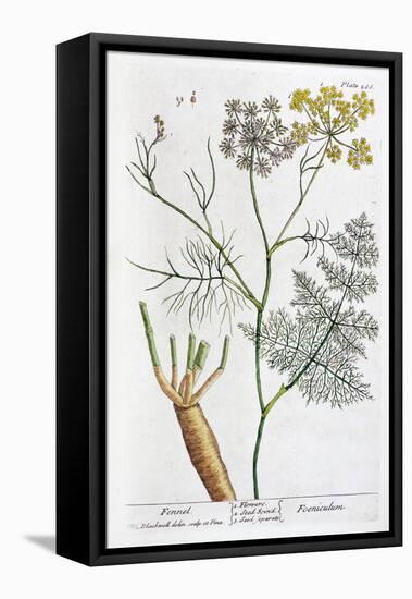 Fennel, 1782-Elizabeth Blackwell-Framed Premier Image Canvas