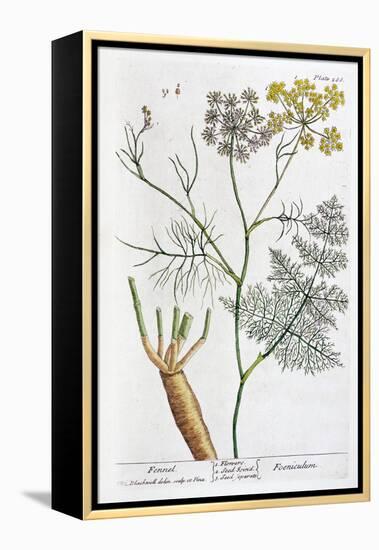 Fennel, 1782-Elizabeth Blackwell-Framed Premier Image Canvas