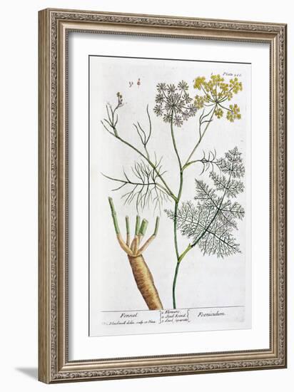 Fennel, 1782-Elizabeth Blackwell-Framed Giclee Print