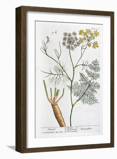 Fennel, 1782-Elizabeth Blackwell-Framed Giclee Print