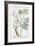 Fennel, 1782-Elizabeth Blackwell-Framed Giclee Print