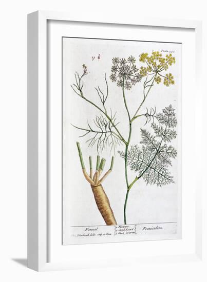 Fennel, 1782-Elizabeth Blackwell-Framed Giclee Print