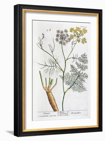 Fennel, 1782-Elizabeth Blackwell-Framed Giclee Print