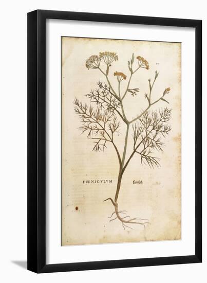 Fennel (Foeniculum Vulgare), Coloured-null-Framed Giclee Print