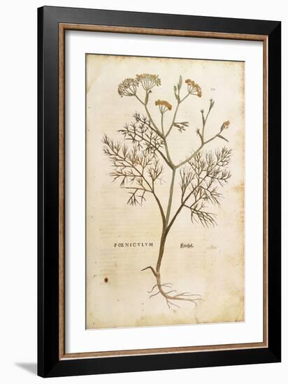 Fennel (Foeniculum Vulgare), Coloured-null-Framed Giclee Print