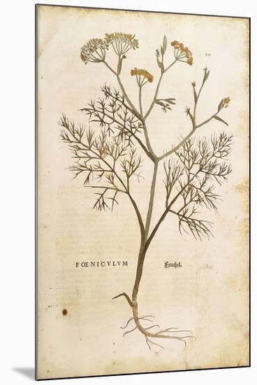 Fennel (Foeniculum Vulgare), Coloured-null-Mounted Giclee Print