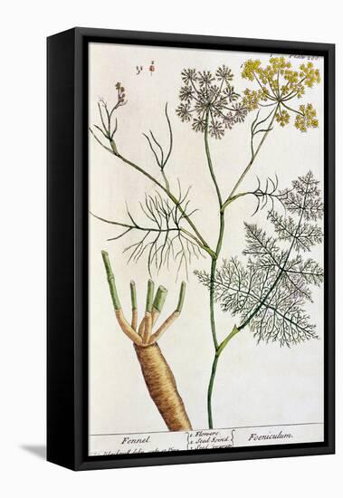 Fennel, Plate 288 from "A Curious Herbal," Published 1782-Elizabeth Blackwell-Framed Premier Image Canvas