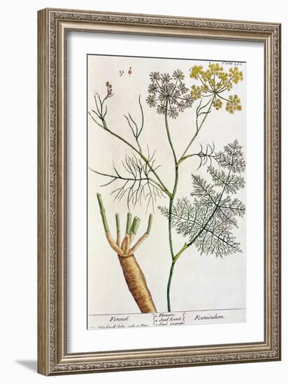 Fennel, Plate 288 from "A Curious Herbal," Published 1782-Elizabeth Blackwell-Framed Giclee Print