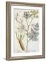 Fennel, Plate 288 from "A Curious Herbal," Published 1782-Elizabeth Blackwell-Framed Giclee Print