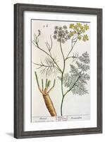 Fennel, Plate 288 from "A Curious Herbal," Published 1782-Elizabeth Blackwell-Framed Giclee Print