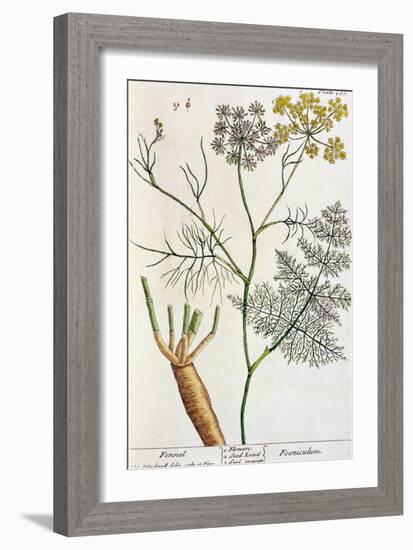 Fennel, Plate 288 from "A Curious Herbal," Published 1782-Elizabeth Blackwell-Framed Giclee Print