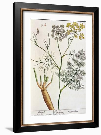 Fennel, Plate 288 from "A Curious Herbal," Published 1782-Elizabeth Blackwell-Framed Giclee Print