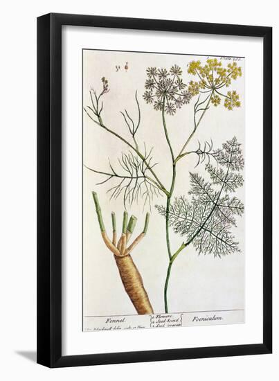 Fennel, Plate 288 from "A Curious Herbal," Published 1782-Elizabeth Blackwell-Framed Giclee Print