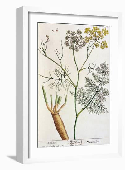 Fennel, Plate 288 from "A Curious Herbal," Published 1782-Elizabeth Blackwell-Framed Giclee Print