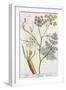 Fennel, Plate 288 from "A Curious Herbal," Published 1782-Elizabeth Blackwell-Framed Giclee Print