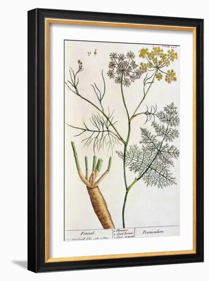 Fennel, Plate 288 from "A Curious Herbal," Published 1782-Elizabeth Blackwell-Framed Giclee Print