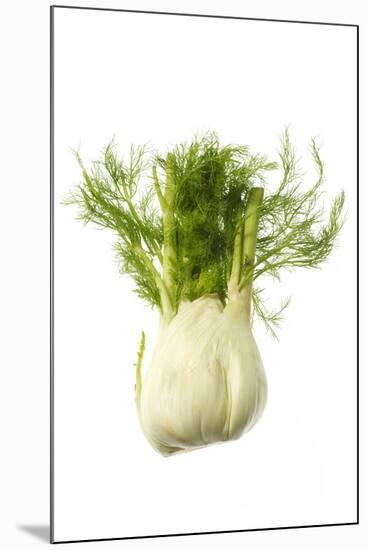 Fennel-null-Mounted Photographic Print