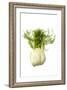 Fennel-null-Framed Photographic Print