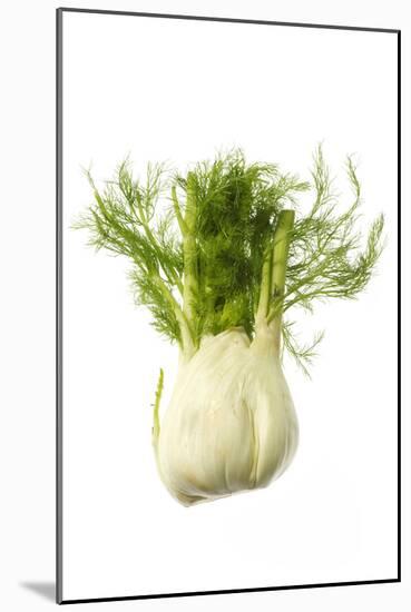 Fennel-null-Mounted Photographic Print