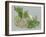 Fennel-Barbara Keith-Framed Giclee Print