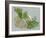 Fennel-Barbara Keith-Framed Giclee Print