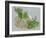 Fennel-Barbara Keith-Framed Giclee Print