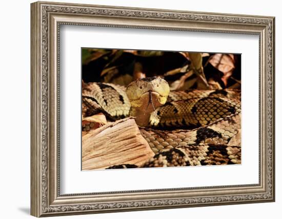 Fer-de-lance (Bothrops lanceolatus) captive, endemic to Martinique.-Daniel Heuclin-Framed Photographic Print